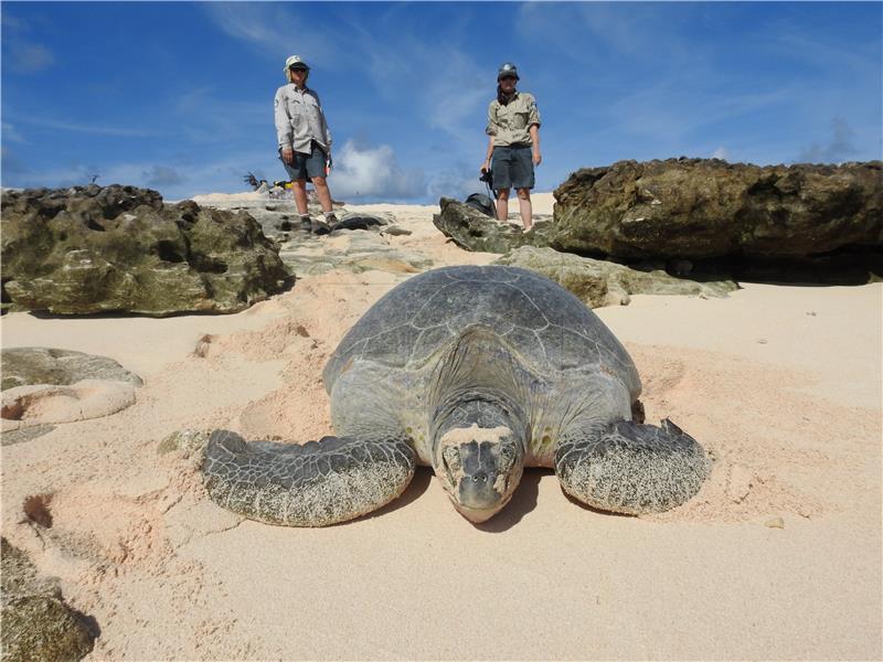 Australija: Zelenih morskih kornjača gotovo dvaput više nego što se očekivalo 