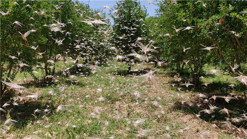 PAKISTAN LOCUSTS PLAGUE