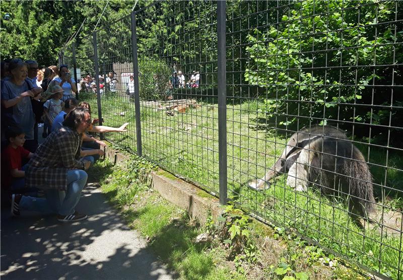 Zagrebački ZOO slavi 95. rođendan i prvi rođendan mravojeda Nosonje