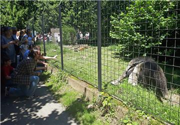 Zagrebački ZOO slavi 95. rođendan i prvi rođendan mravojeda Nosonje