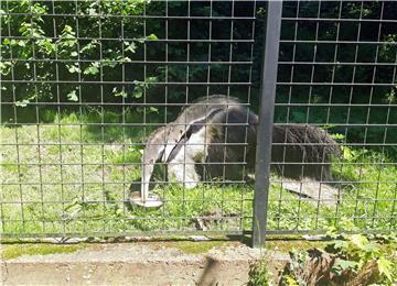 Zagrebački ZOO slavi 95. rođendan i prvi rođendan mravojeda Nosonje