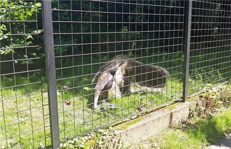 Zagrebački ZOO slavi 95. rođendan i prvi rođendan mravojeda Nosonje