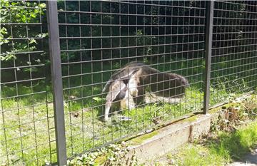 Zagrebački ZOO slavi 95. rođendan i prvi rođendan mravojeda Nosonje