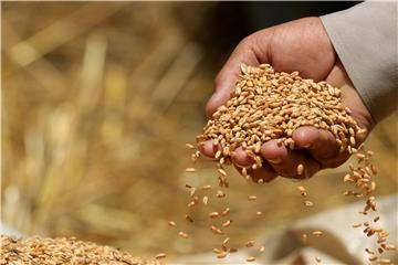 PAKISTAN AGRICULTURE WHEAT HAY