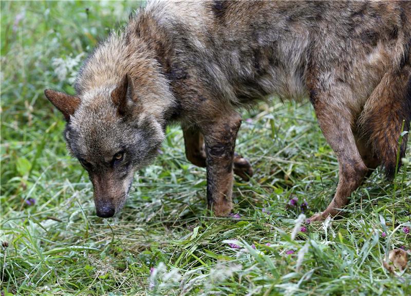 SPAIN ANIMALS WOLF