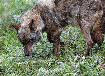 SPAIN ANIMALS WOLF