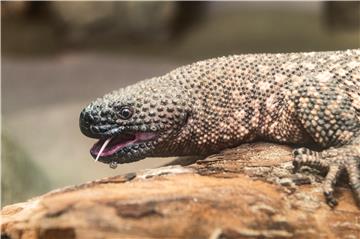 HUNGARY ANIMALS BEADED LIZARD