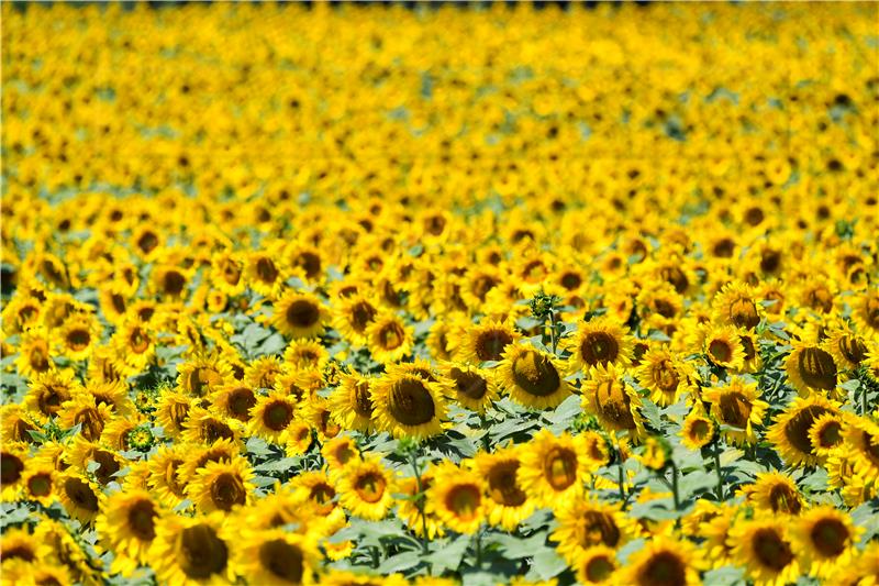 NORTH MACEDONIA SUNFLOWERS