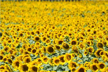 NORTH MACEDONIA SUNFLOWERS