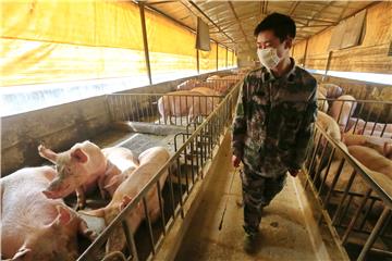 (FILE) CHINA SWINE FLU