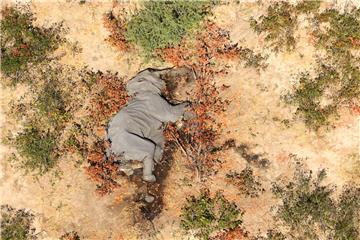 BOTSWANA NATURE ANIMALS ELEPHANT DEATHS