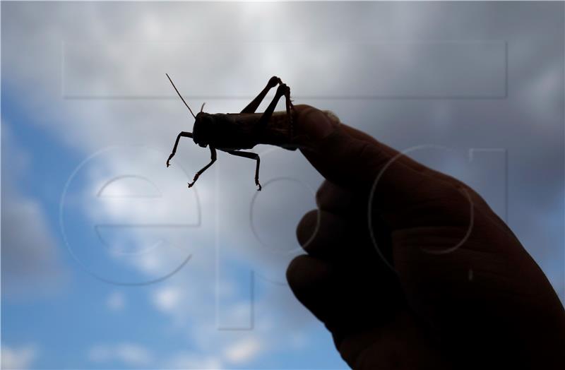 YEMEN LOCUSTS