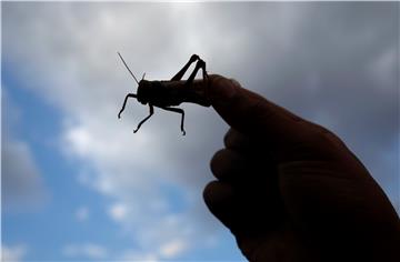 YEMEN LOCUSTS