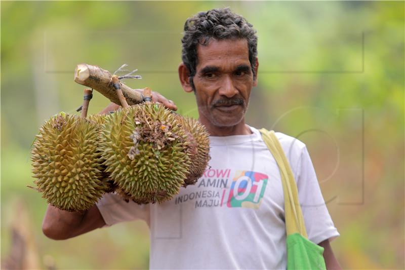 INDONESIA AGRICULTURE DURIAN