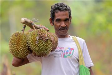 INDONESIA AGRICULTURE DURIAN