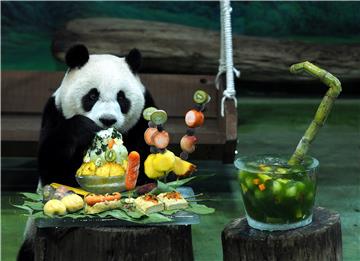 TAIWAN ANIMALS PANDA BIRTHDAY