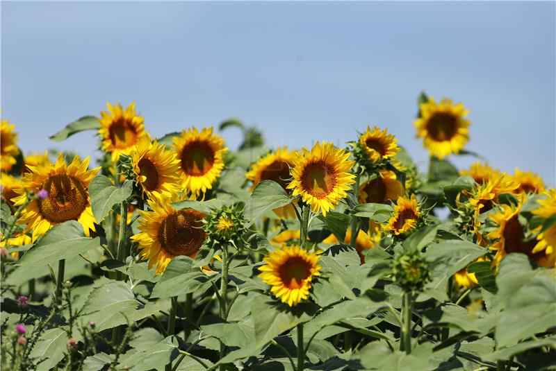 More area cultivated with soybean, sunflower