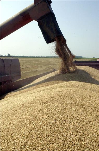 Harvest in full swing, farmers satisfied with wheat yield