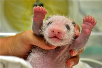 TAIWAN ANIMALS PANDA CUB