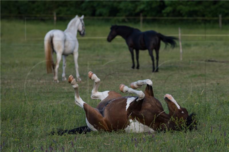 HUNGARY PHOTO SET HORSE FARM