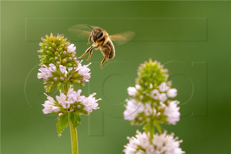 GERMANY BEES