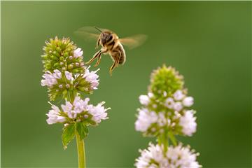 GERMANY BEES