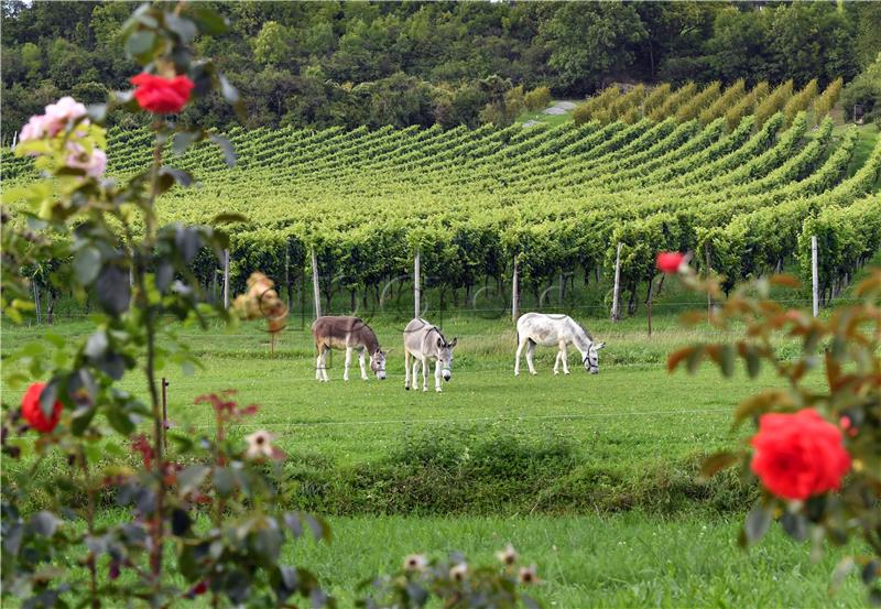 Slovenske "zidanice" turistički hit u vrijeme koronakrize