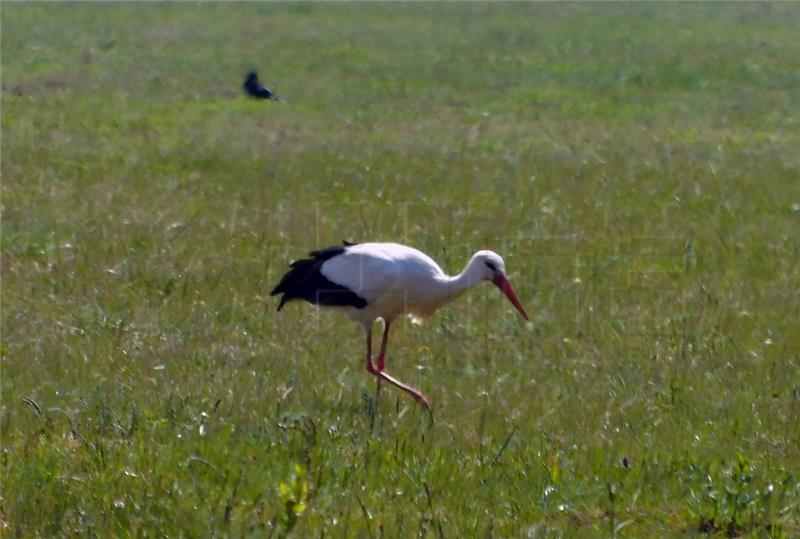 Zemljane staze: Upotreba pesticida jako opterećuje okoliš i zdravlje ljudi