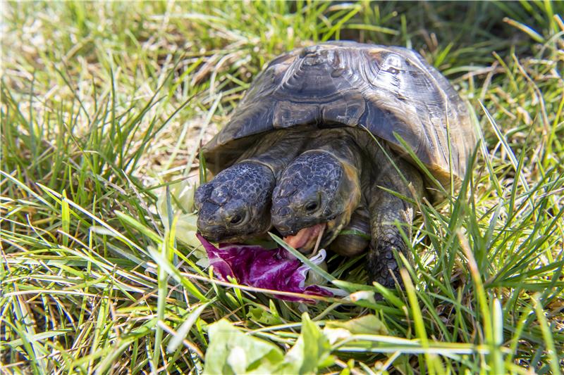 SWITZERLAND ANIMALS JANUS TWO HEADED TURTLE