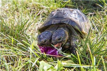 SWITZERLAND ANIMALS JANUS TWO HEADED TURTLE