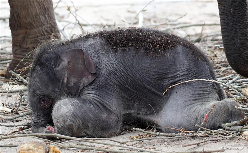 Meksički zoo prenosio rođenje slonića "Zoom"