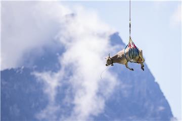 SWITZERLAND TRADITION CATTLE DRIVE