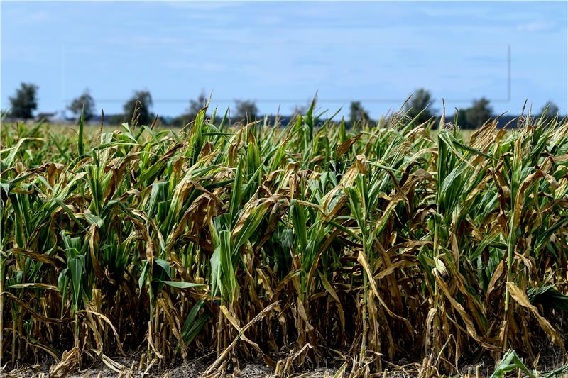 GERMANY AGRICULTURE CORN HARVEST