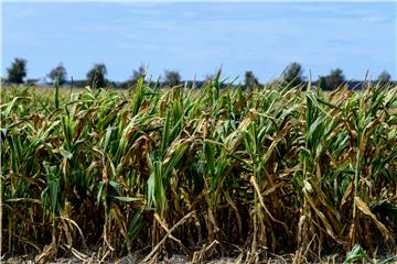 GERMANY AGRICULTURE CORN HARVEST