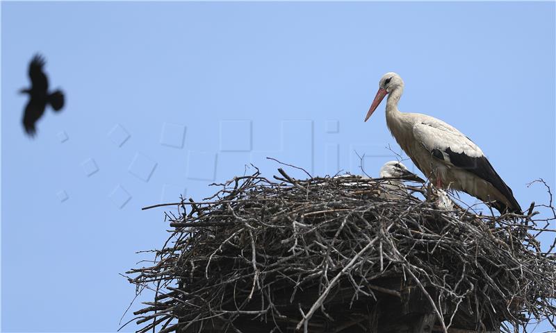 Stork Day observed on Aug 24