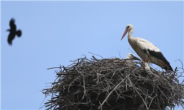 Stork Day observed on Aug 24