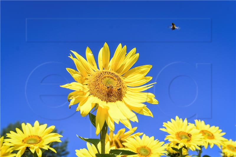 FINLAND NATURE SUNFLOWERS