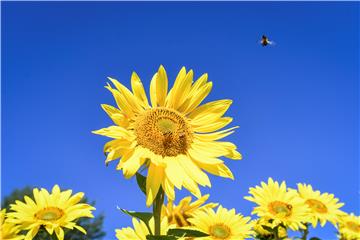 FINLAND NATURE SUNFLOWERS