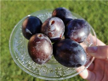 Croatia's plum production falling, imports rising