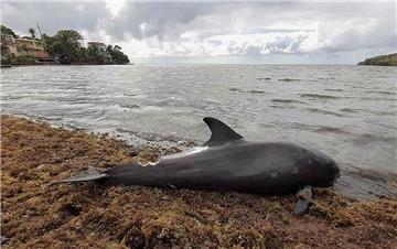 MAURITIUS MELON HEADED WHALES WASH UP ENVIRONMENTAL POLLUTION