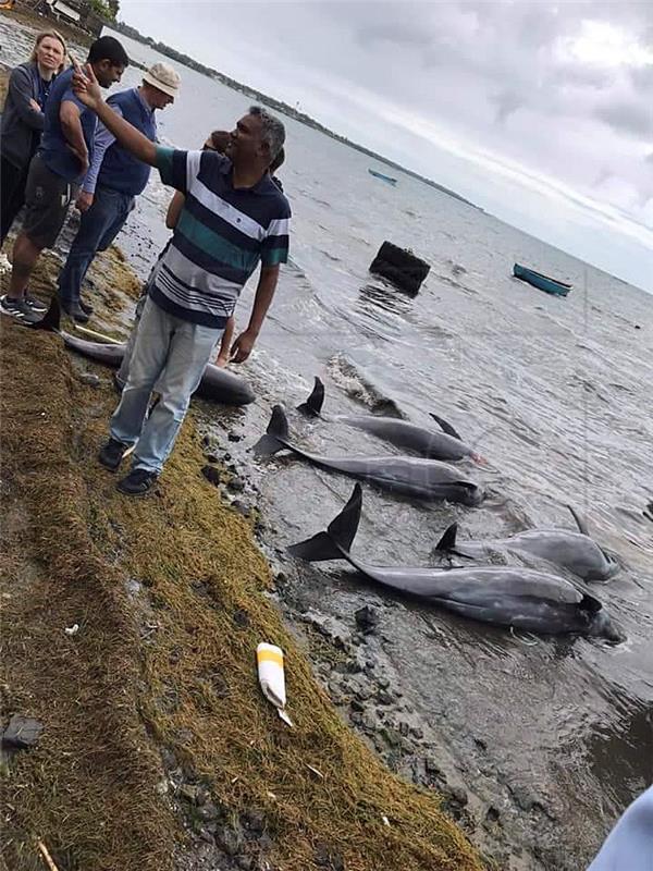 MAURITIUS MELON HEADED WHALES WASH UP ENVIRONMENTAL POLLUTION