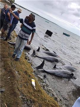 MAURITIUS MELON HEADED WHALES WASH UP ENVIRONMENTAL POLLUTION