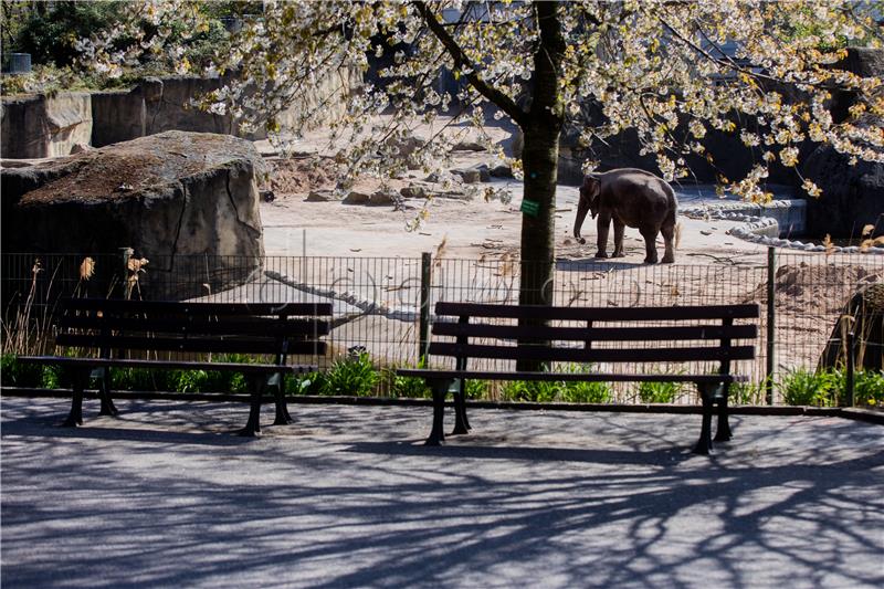 Poljski zoo će stres u slonova liječiti medicinskom marihuanom