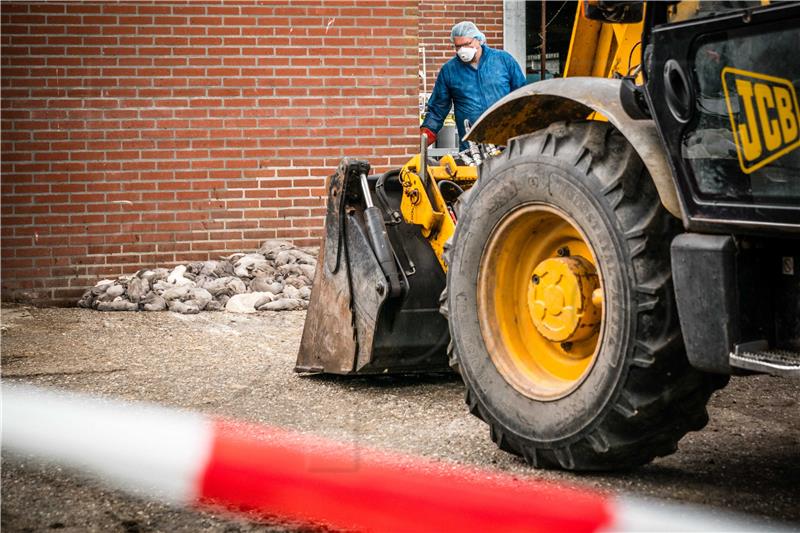 Nizozemska zatvara farme kuna nakon širenja koronavirusa