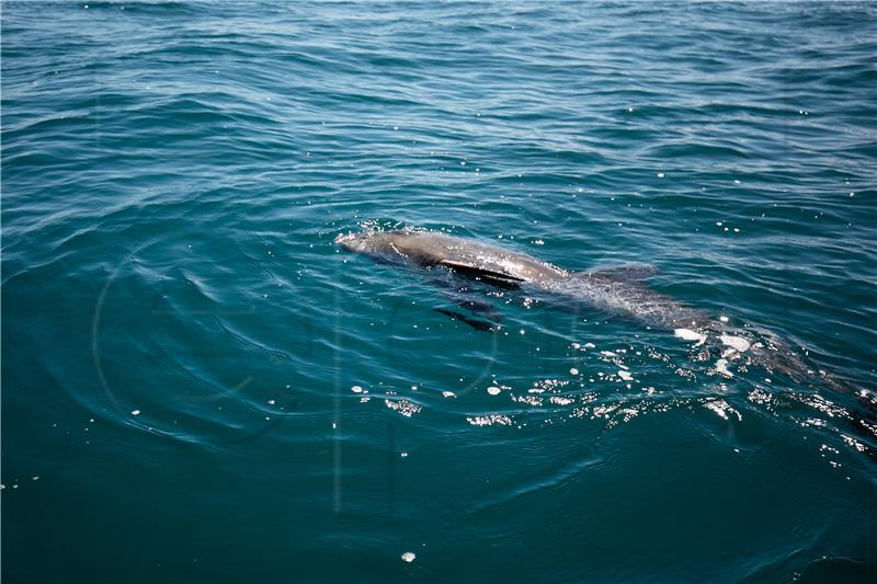 MAURITIUS DEAD DOLPHINS