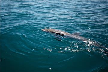 MAURITIUS DEAD DOLPHINS