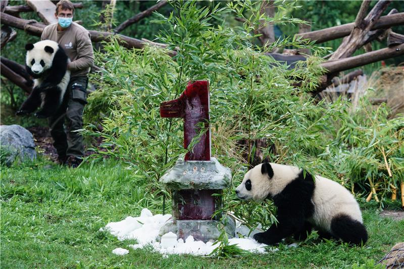 Mladunčad panda iz berlinskoga zoološkog vrta proslavila prvi rođendan