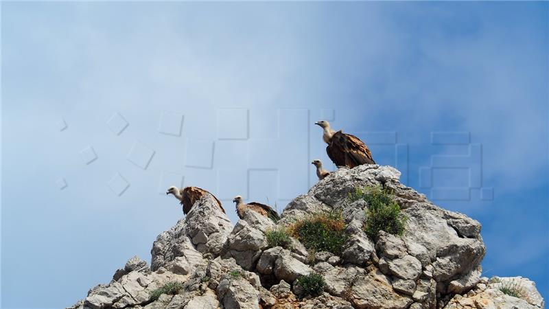 89 young griffon vultures on Kvarner archipelago grow feathers