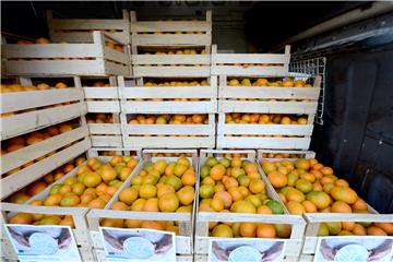 Growers expect up to 32,000 tonnes of mandarin this season