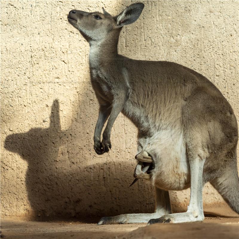 SWITZERLAND ZOO BASEL KANGAROO